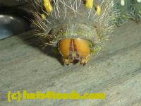 /home//u458753944/public_html/sourcegallery//Insects and small critters/butterflies and moths (Lepidoptera)/P1100272.JPG